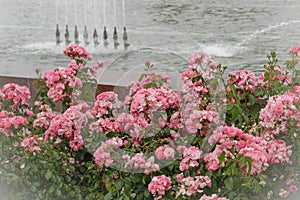 Blossoming bush of pink park roses in summer decorative garden. Flowers postcard