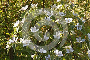 Blossoming bush of a quince.