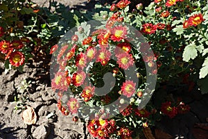 Blossoming bush of red and yellow Chrysanthemum