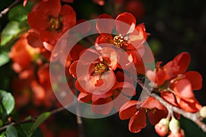 Blossoming bush with vivid orange flowers-detail