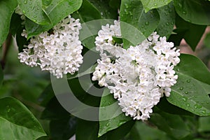 The blossoming bush White  Lilac a close up horizontally. The blossoming lilac in the sprin.