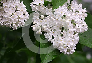 The blossoming bush White  Lilac a close up horizontally. The blossoming lilac in the sprin.