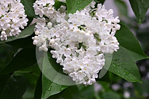 The blossoming bush White  Lilac a close up horizontally. The blossoming lilac in the sprin.