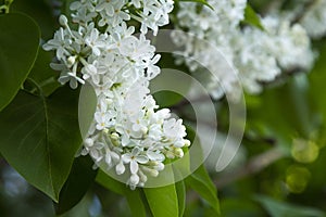 The blossoming bush White Lilac a close up horizontally. The blossoming lilac in the sprin. Syringa Meyeri