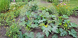 The blossoming bushes of July garden vegetable marrows