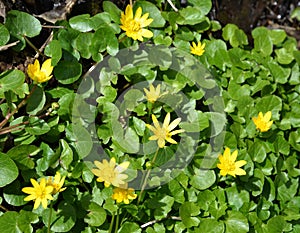 Blossoming buttercup spring (Ficaria verna Huds. )