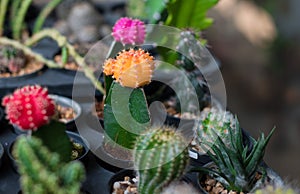 Blossoming cacti Pot colorful cacti