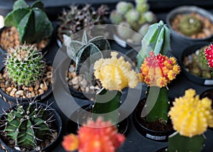 Blossoming cacti Pot colorful cacti