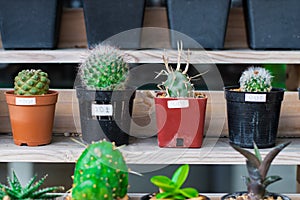 Blossoming cacti Pot colorful cacti