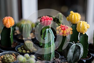 Blossoming cacti Pot colorful cacti