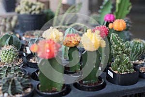 Blossoming cacti Pot colorful cacti