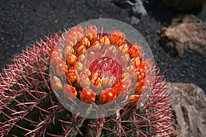 Blossoming cactus, photo