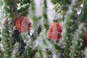 Cactus flower