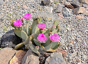 The blossoming cactus in the desert