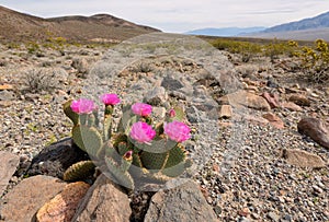 The blossoming cactus in the desert