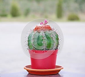 Blossoming cactus in a red pot