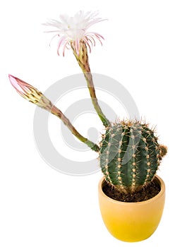 Blossoming cactus with white flowers photo