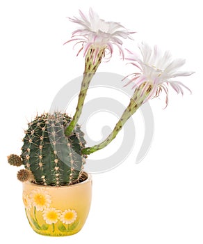 Blossoming cactus with white flowers