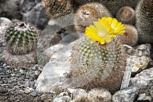 Blossoming cactus with yellow flowers