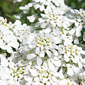 Blossoming candytuft, Iberis