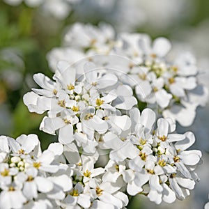 Blossoming candytuft, Iberis