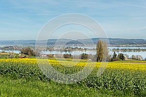 Blossoming canola field with view to the island of Reichenau, Canton of Thurgau, Switzerland photo