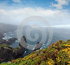 Blossoming Cape Ortegal (Spain