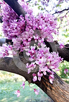 Cerasus serrulata (Japanese flowering cherry photo