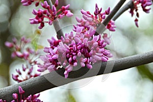 Cerasus serrulata (Japanese flowering cherry photo