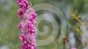 Blossoming Cercis Siliquastrum With Bees. Judas Tree Cercis Siliquastrum Bodnant Flowering. Slow motion.