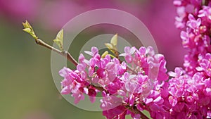 Blossoming Cercis Siliquastrum With Bees. It Is Native To Southern Europe And Western Asia. Close up.