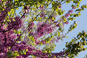 Blossoming Cercis siliquastrum Branch, Judas Tree with Pink Flowers against Blue Sky.