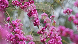 Blossoming Cercis Siliquastrum With Bumblebee. Cercis Siliquastrum Against Blurred Background. Close up.