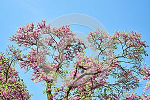 Blossoming Cercis siliquastrum or Judas tree on blue sky photo