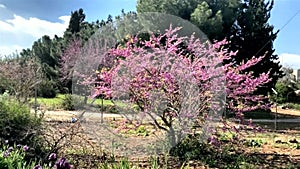 Blossoming Cercis siliquastrum Judas tree tree . Israel. HD