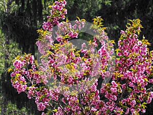 Blossoming Cercis tree