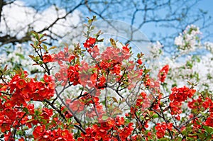 Blossoming Chaenomeles photo