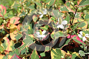 Blossoming chameleon plant in the garden