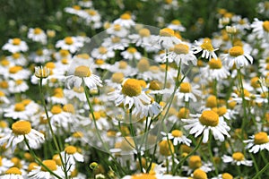 Blossoming chamomile in the garden