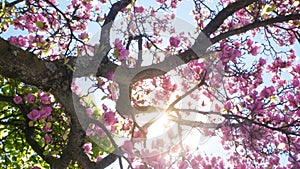 Blossoming cherry blossoms in the spring with sunlight shining through branches