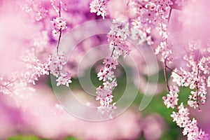 Blossoming cherry branch with beautiful spring flowers against pink green background. Morning nature landscape in springtime park
