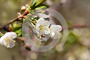 The blossoming cherry branch in a spring garden on blur with a pesty bright background horizontally.