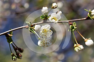 The blossoming cherry branch in a spring garden on blur with a pesty bright background horizontally.