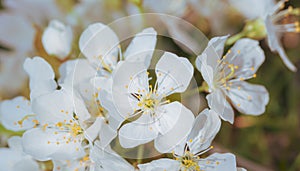 Blossoming cherry branch with white flowers.