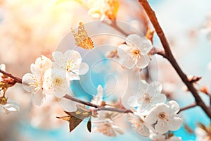 Blossoming cherry branches against blue sky, sun beams and flying butterflies. Spring background. Soft focus
