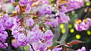 Blossoming cherry branches on bright sunny day in spring park in Prague in sunset time.