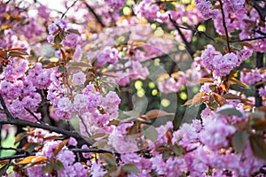 Blossoming cherry branches on bright sunny day in spring park in Prague in sunset time.