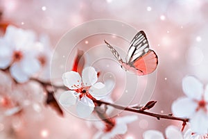 Blossoming cherry branches with white flowers and flying butterfly in spring on pink background. Beautiful nature landscape