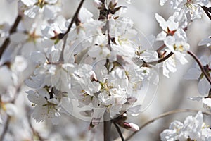 Blossoming cherry in the cherry orchard in the spring