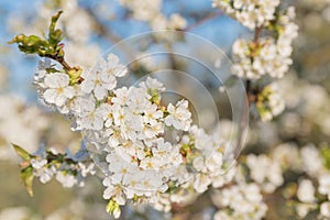 Blossoming cherry close-up blooming flowers on a concert, blurred background fragrant white flowers